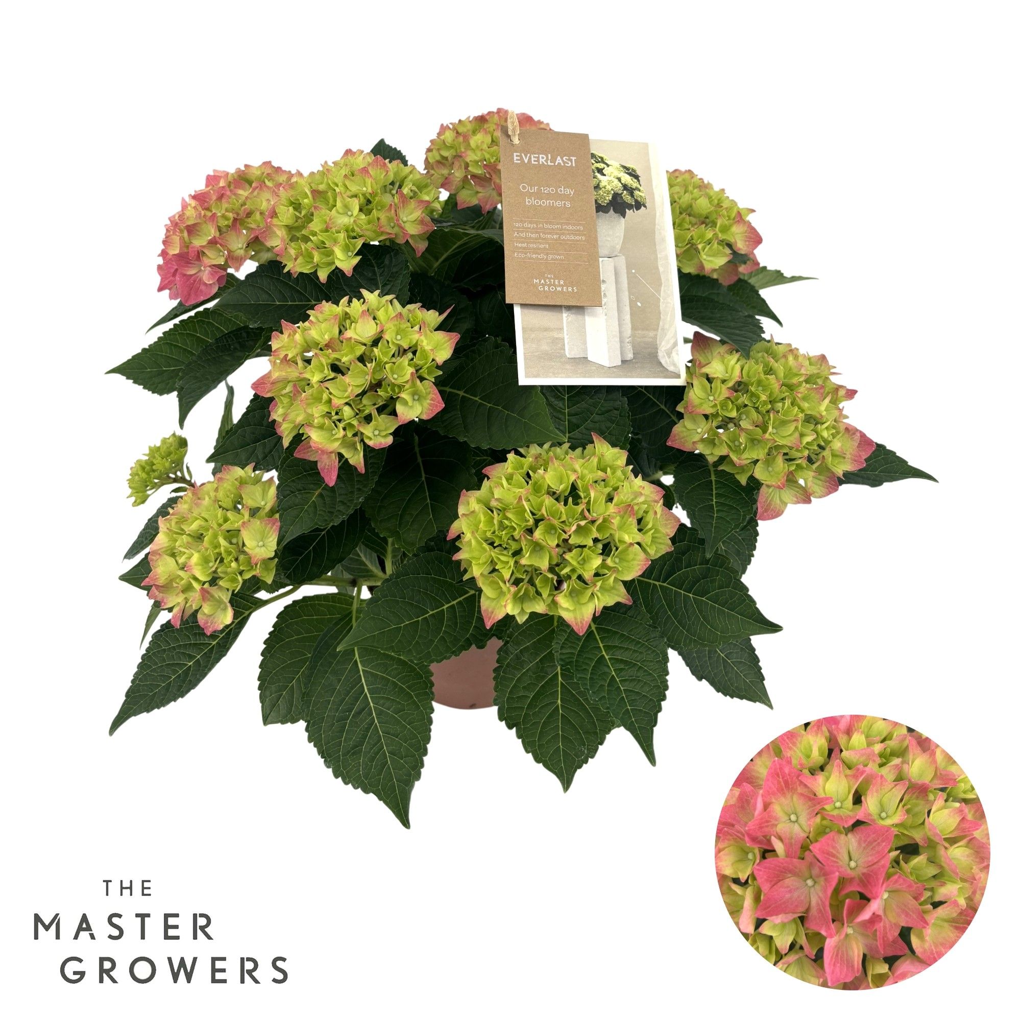 Hydrangea Hi Everlast pink 5 + Flowers, D 14