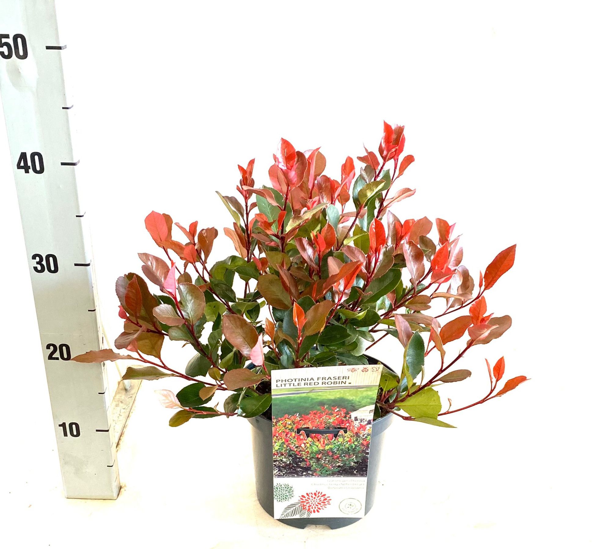 Photinia fraseri Little Red Robin, D 19