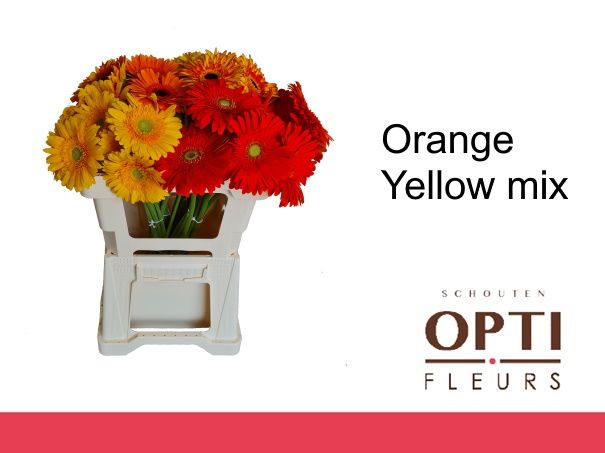 Гербера Овериг, шт.