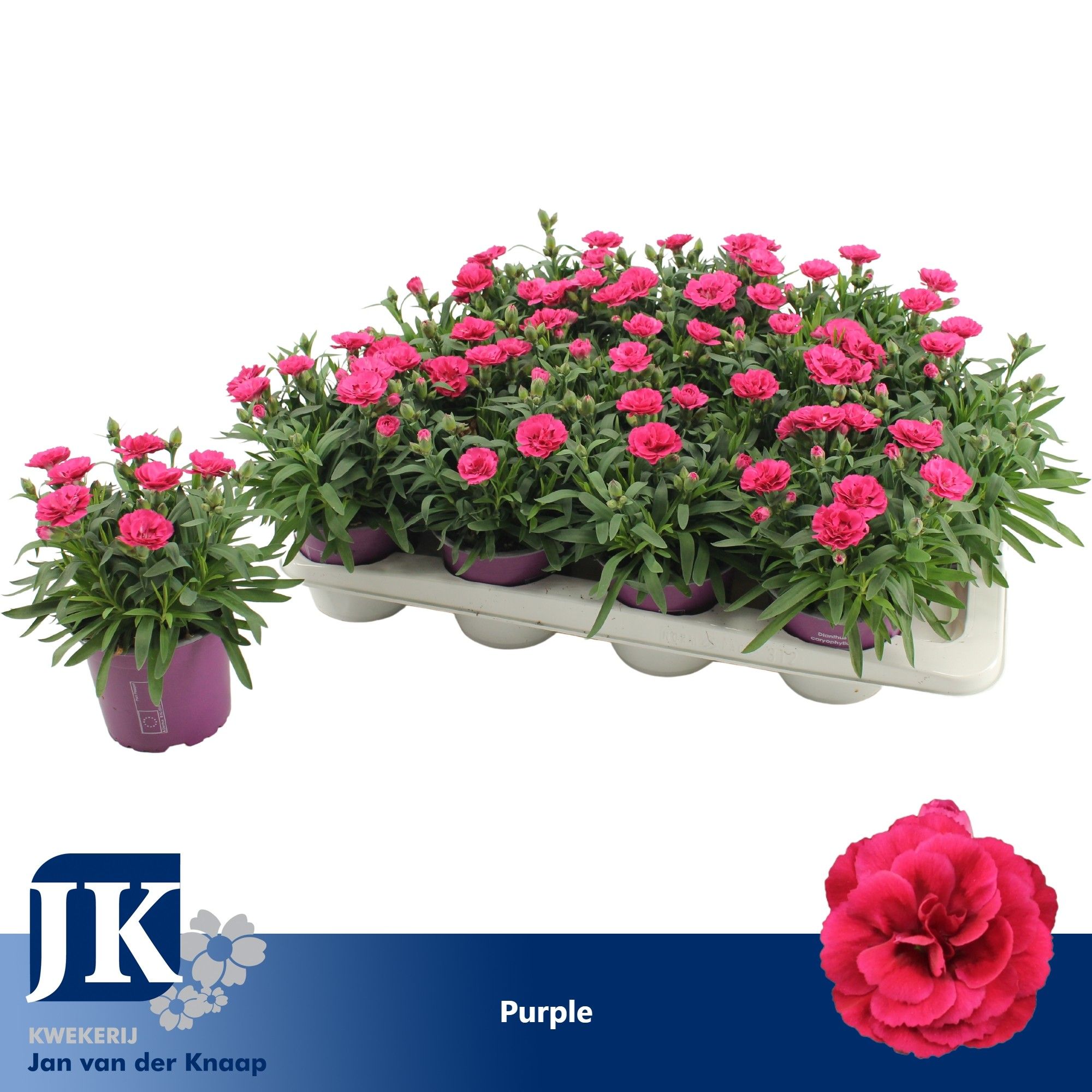 Dianthus P12 Purple TST, D 12