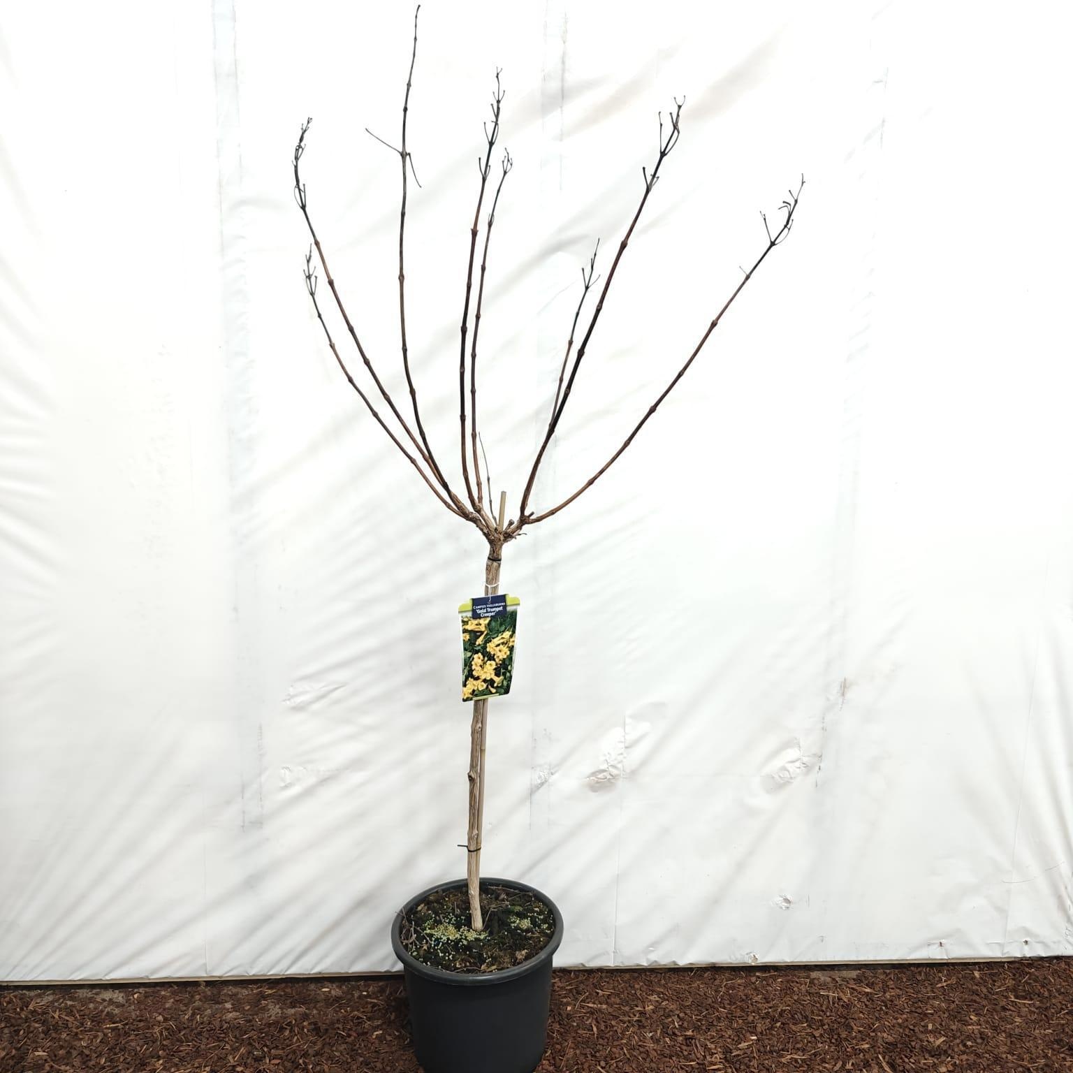 Campsis tagliabuana 'Gold Trumpet Creeper' 80 stam, D 32