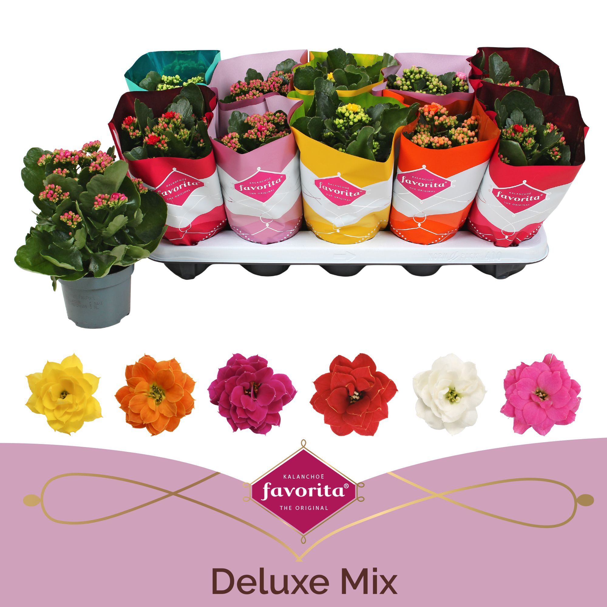 Kalanchoe Double Deluxe Mix stadium 1, D 10,5