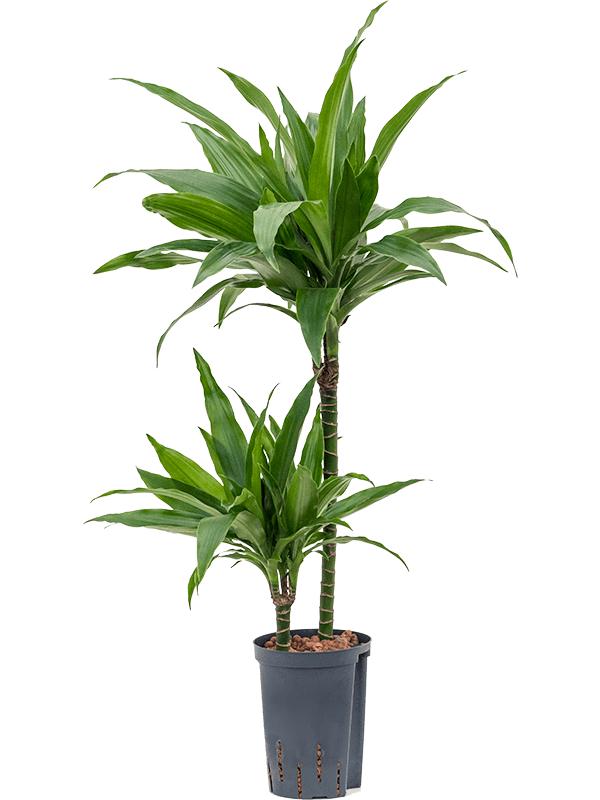 Dracaena fragrans 'Janet Craig', D 15