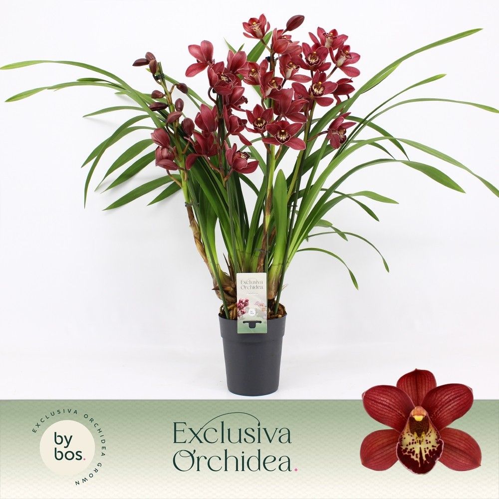 Cymbidium, Red Beauty Roy 4-spike P14 'Exclusiva Orchidea', D 14