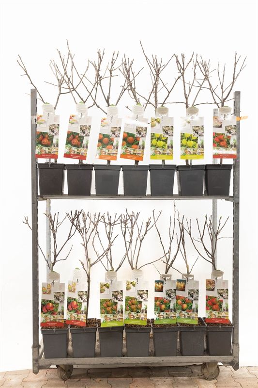 Mix Patiobomen Mix Malus ( APPEL ), D 18