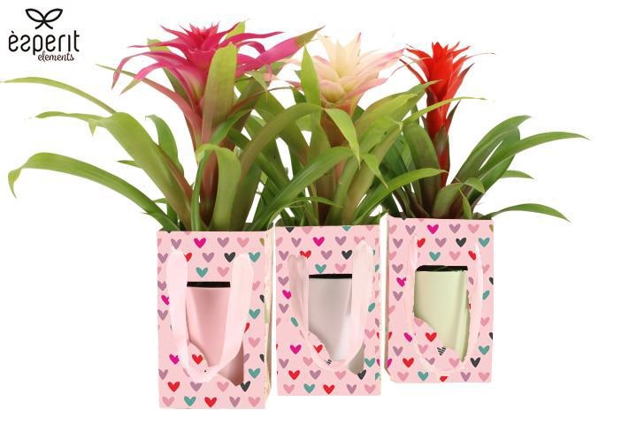 2501204: Solutionss Lovess, D 12