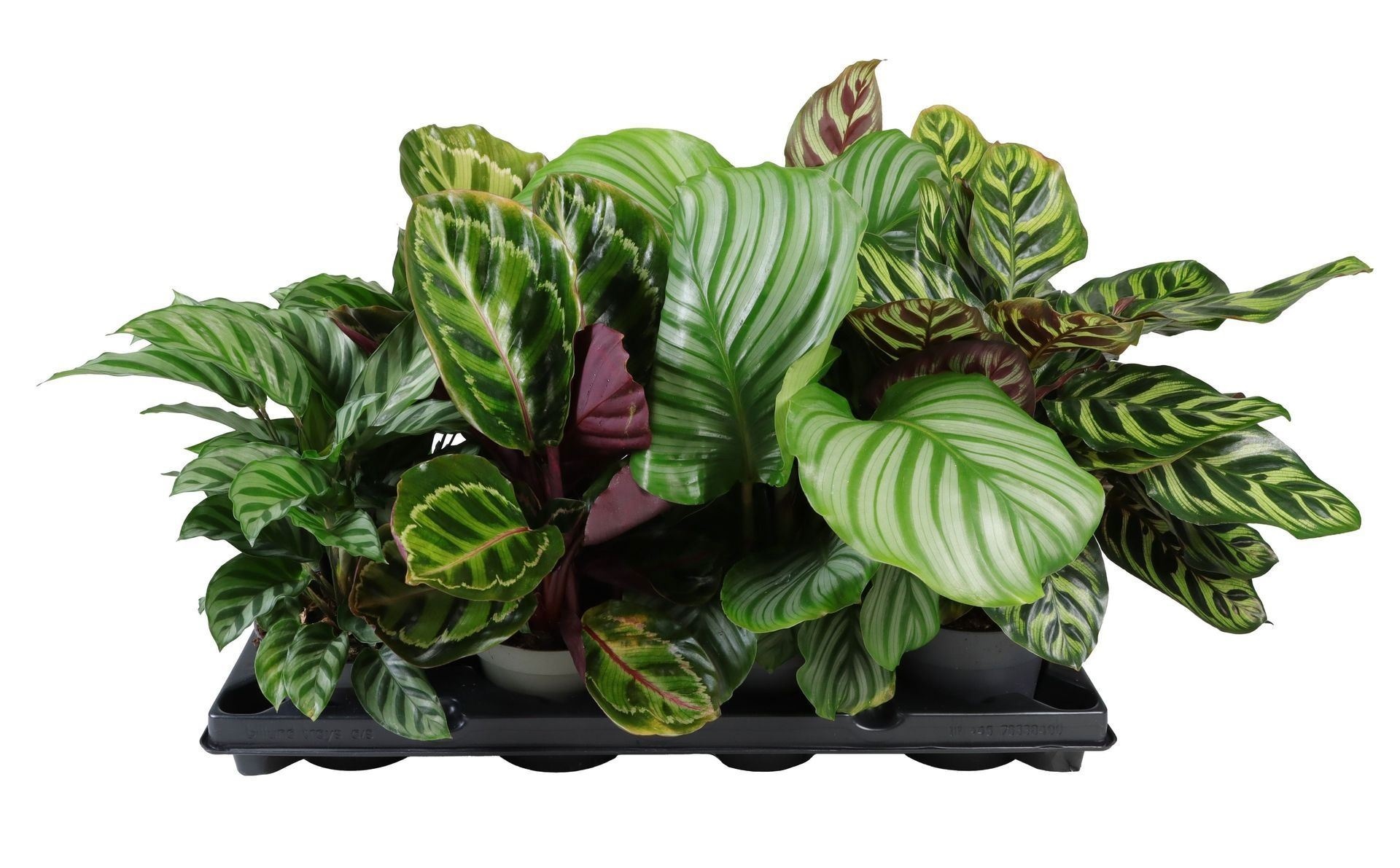 Calathea Mix 12 cm, D 12