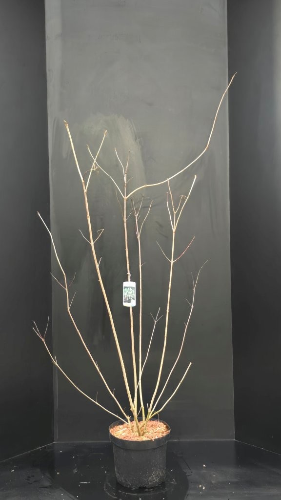 Viburnum opulus, D 29