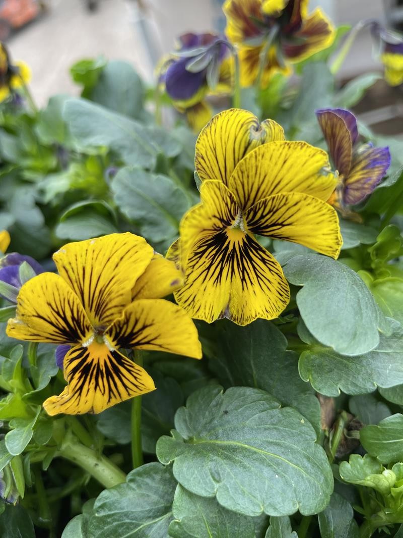 VIOLA CORNUTA-HYBRID 'TIGER EYE', D 9