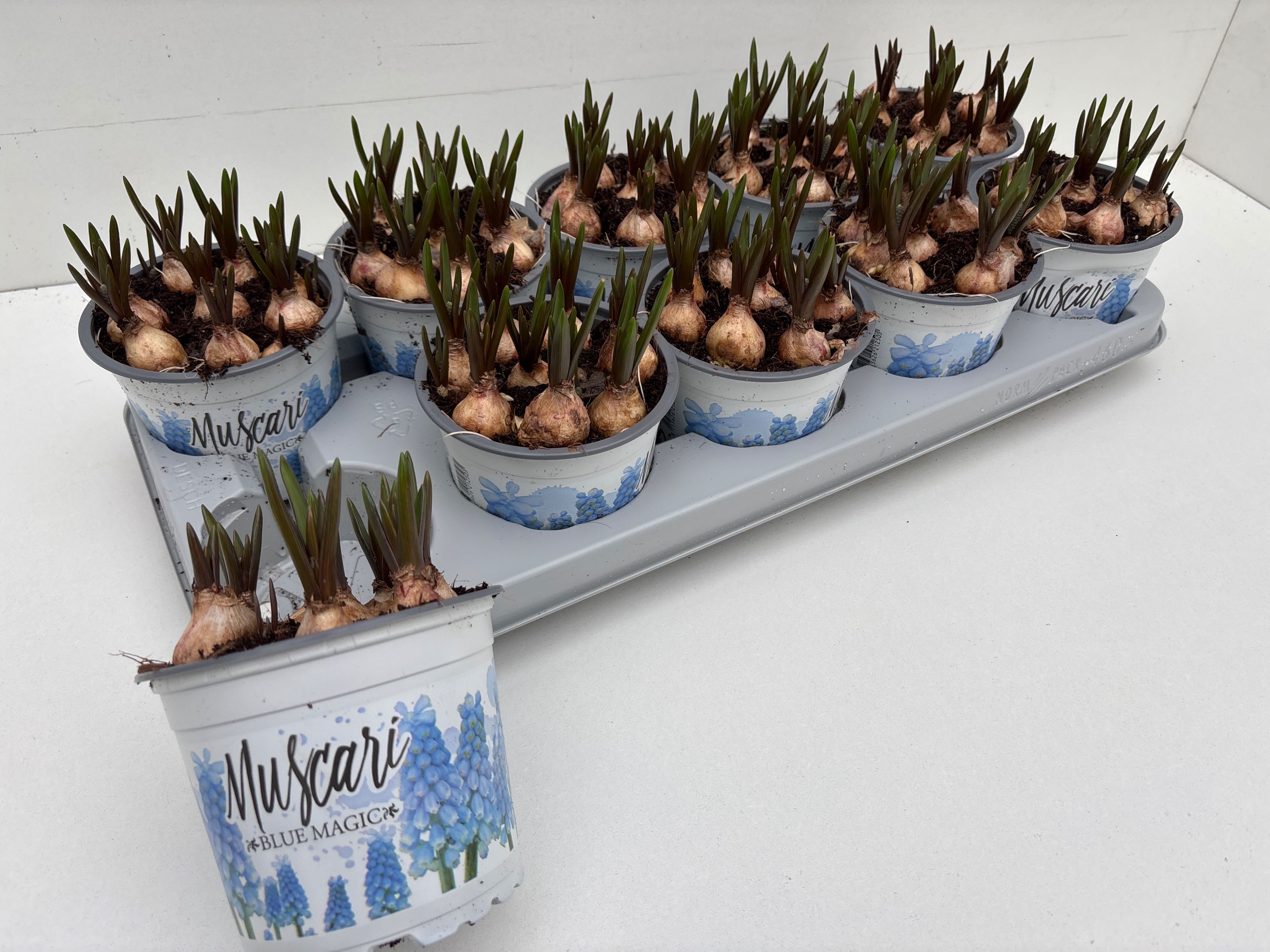 muscari blue magic, D 12