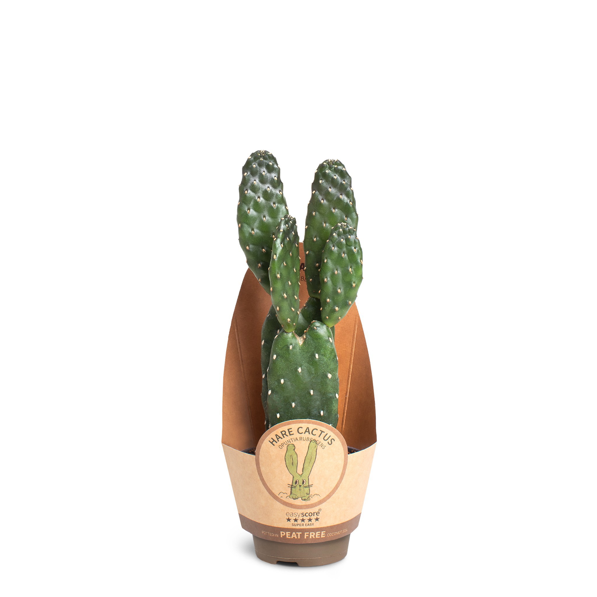 Opuntia rubescens, D 6