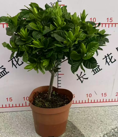 Лоллипоп Гардениа 12 27