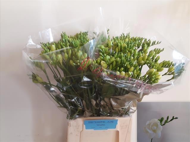 Фрезия дв. Версаль 50, шт.