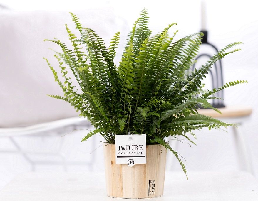 Nephrolepis Green Lady in P&PURE Wood pot 5, D 12