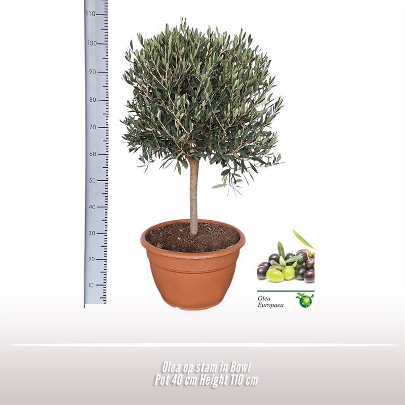Olea op stam in schaal, D 40