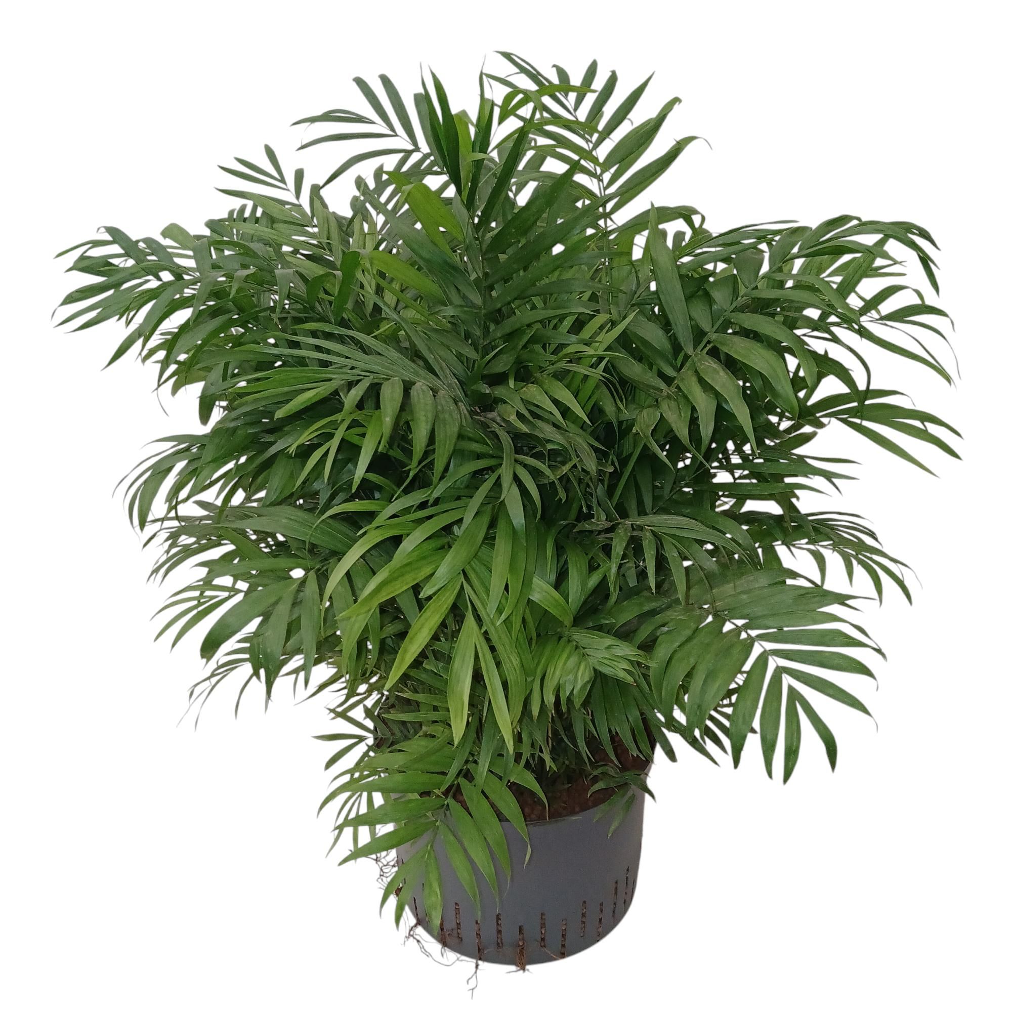 CHAMAEDOREA HYDRO, D 28