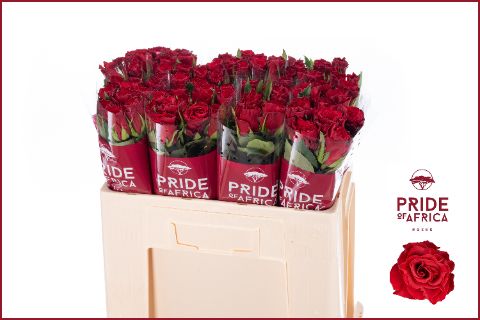 Роза од. KL Рэд Маунтин 50, шт.