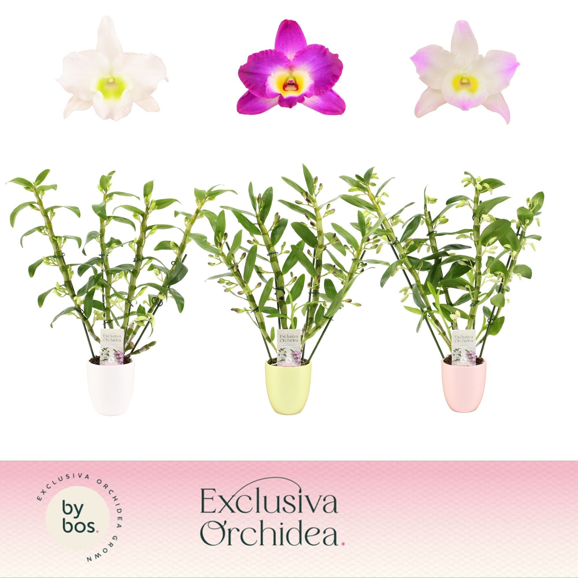 Dendrobium Nobilé, Mix 4-spike in Lotte 'Exclusiva Orchidea', D 12
