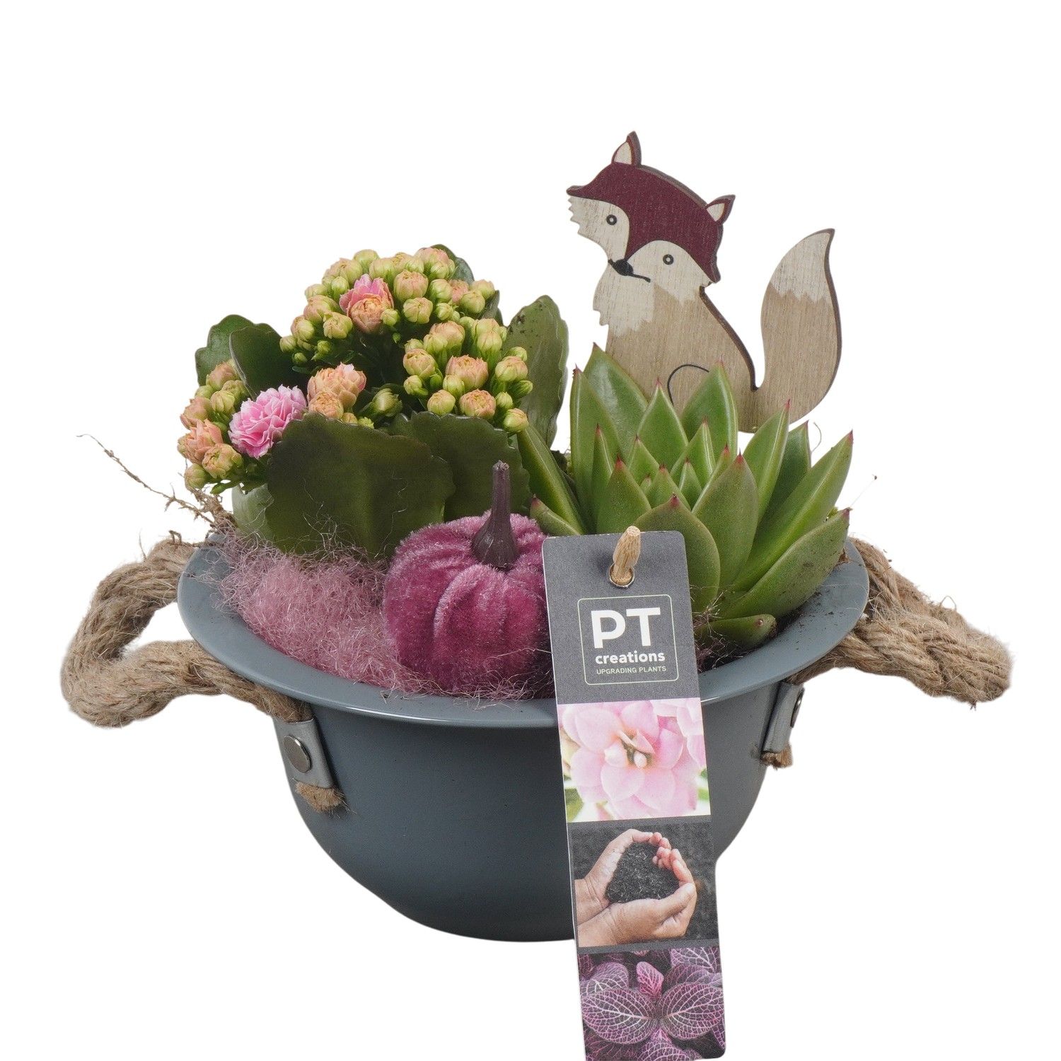 PTHI5372 Arrangement Herfst Indoor in metalen bak, D 16 cm PTHI5372 Arrangement Herfst Indoor in metalen bak, D 16 cm