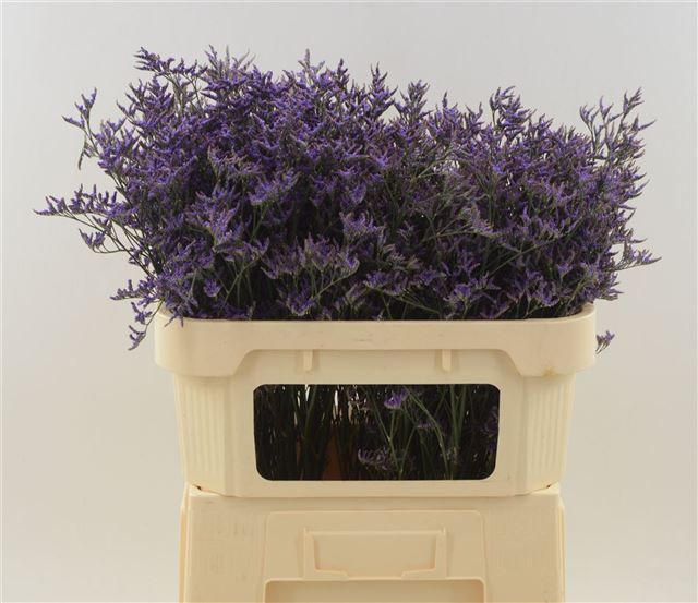 Лимониум Сафора Дарк Блю 70, шт.