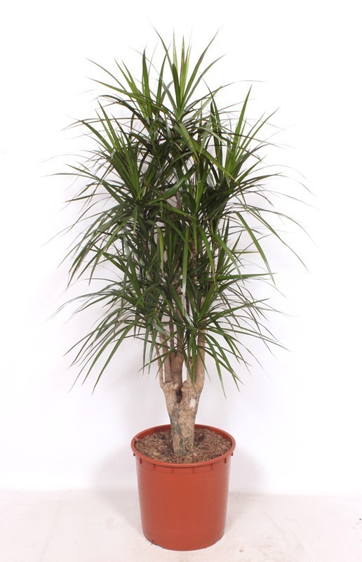 Dracaena marginata, D 34