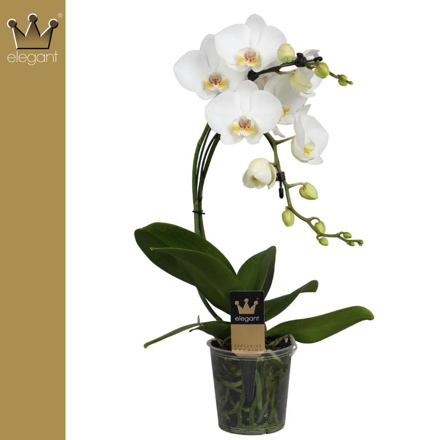 Phalaenopsis 2 tak, Boemerrang Wit, D 12 cm