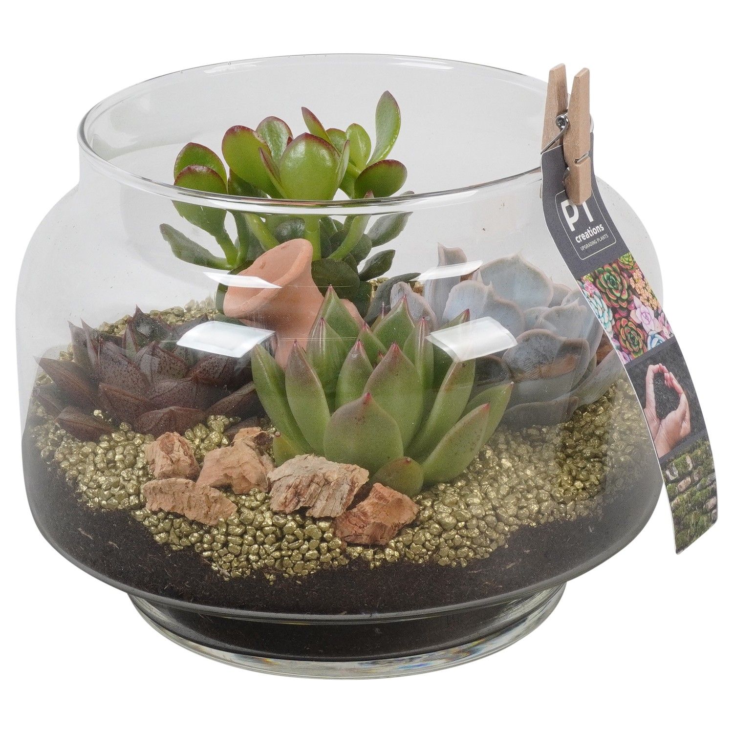 PTSU8413 Arrangement Succulenten in glazen vaas, D 18