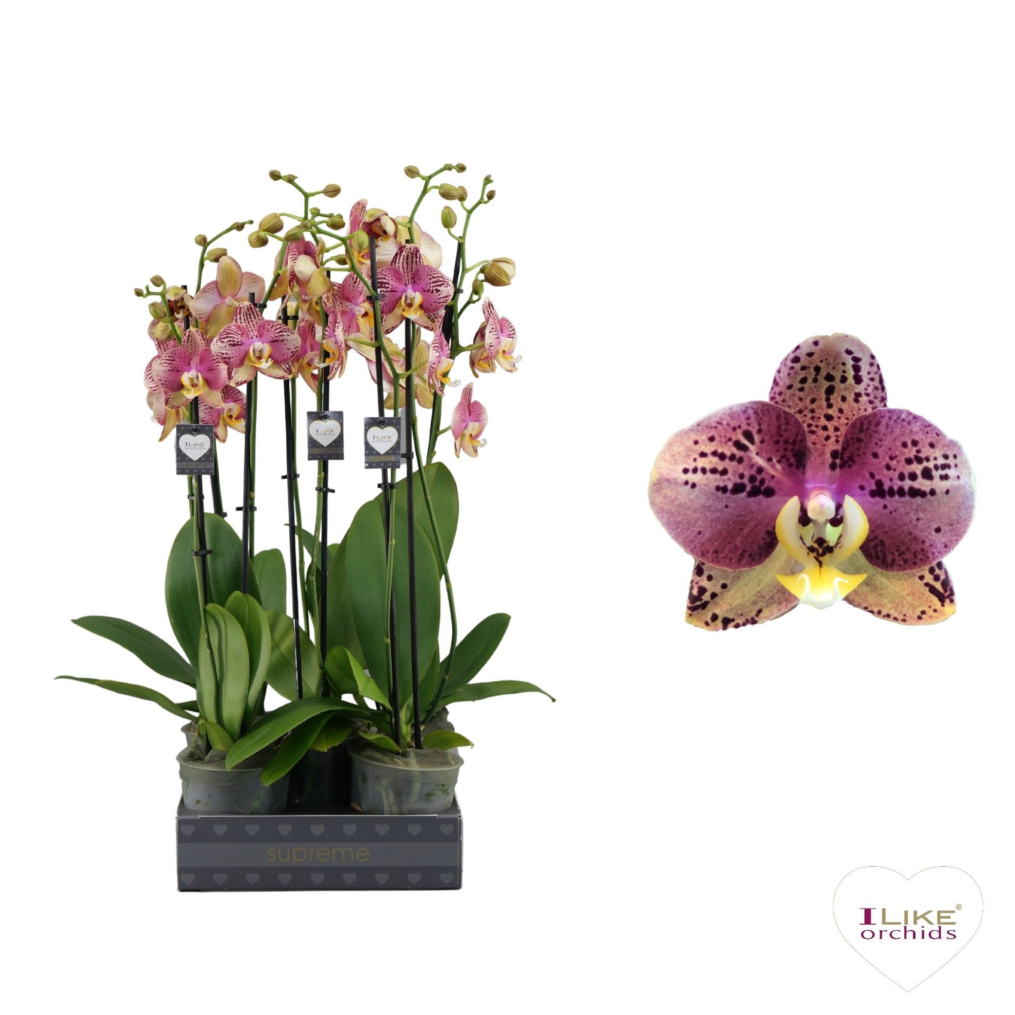 Phalaenopsis Flash - 2 tak 60cm, D 12