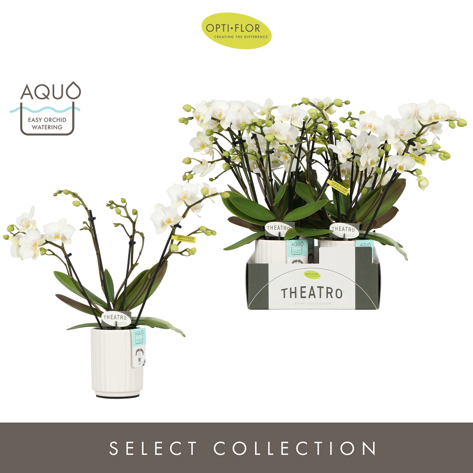 Theatro Funk 4 spike in Molise White Aquo, D 7 cm