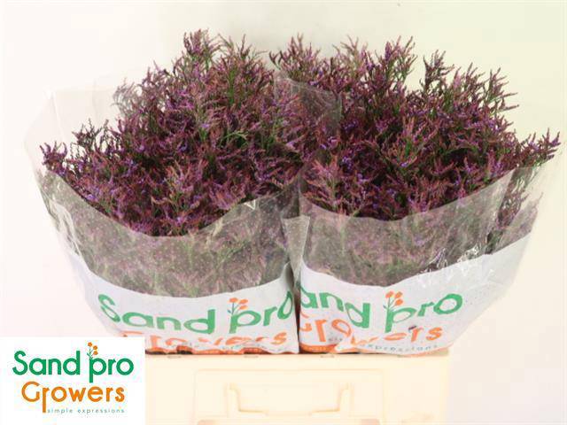 Лимониум Сафора Дарк Блю 60, шт.