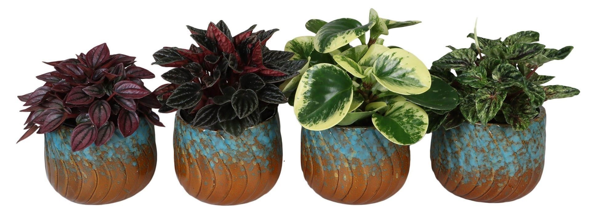 L 67303 with Peperomia Mix 12 cm, D 12