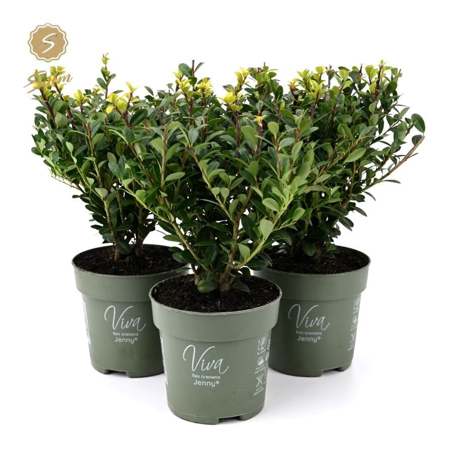 Viva Ilex crenata 'Jenny'® P10, D 10