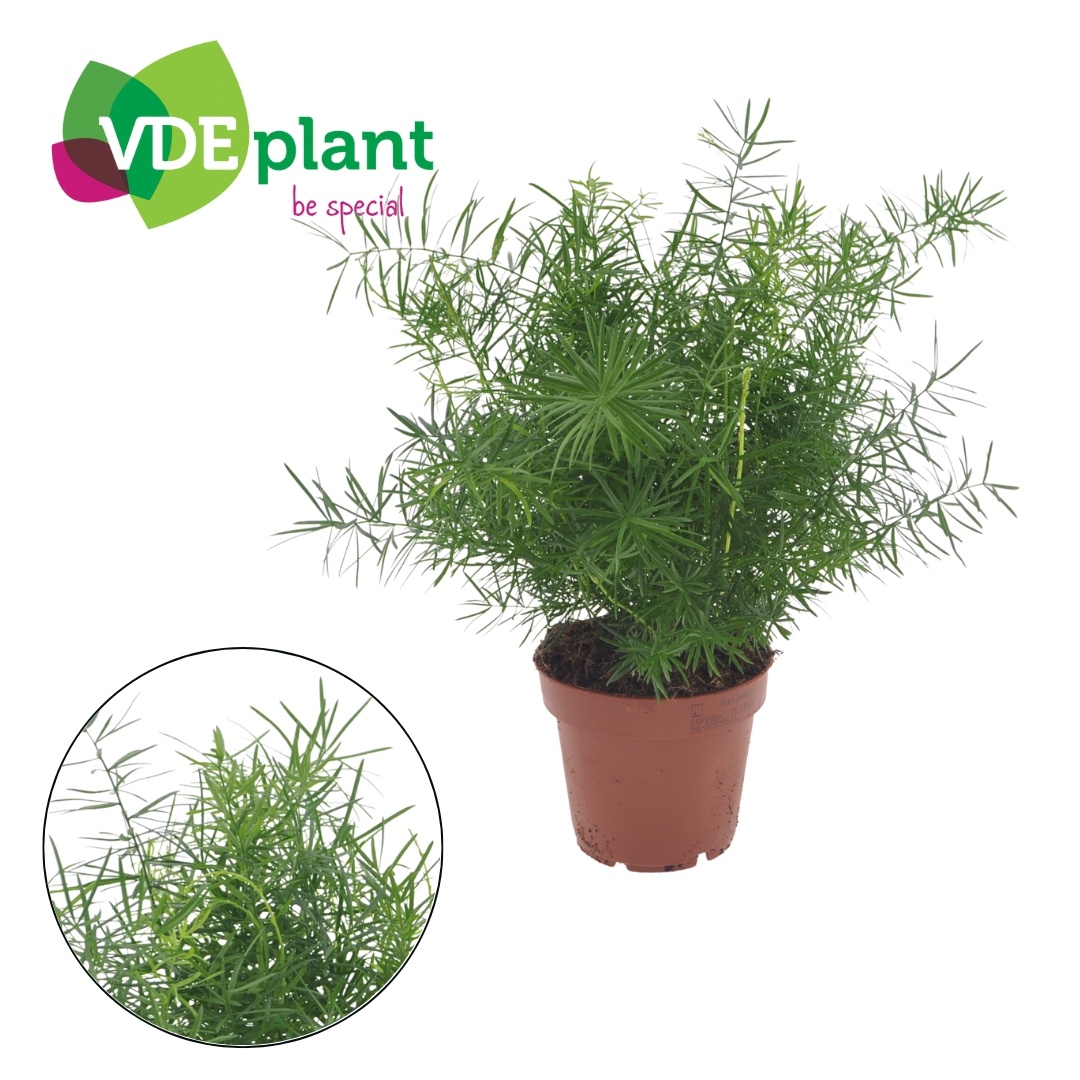 Asparagus Mazeppa 12cm, D 12