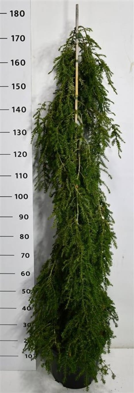 Tsuga can. 'Pendula', D 32