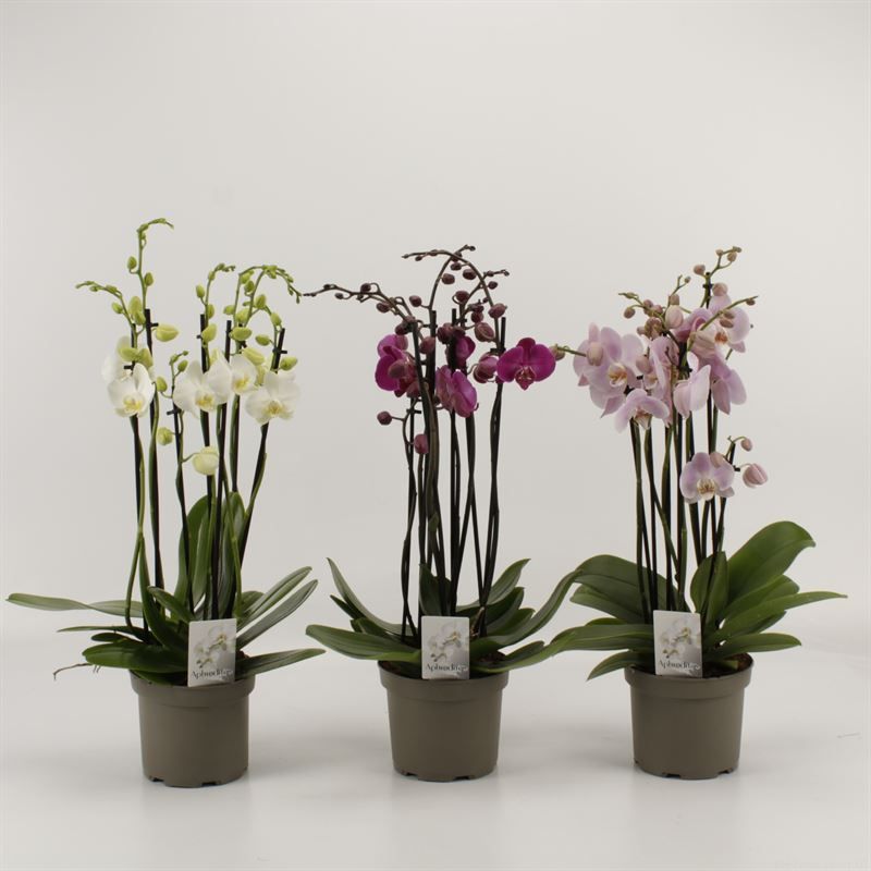 Phalaenopsis gemengd 10 tak gemengd in grijze kweekpot, D 17
