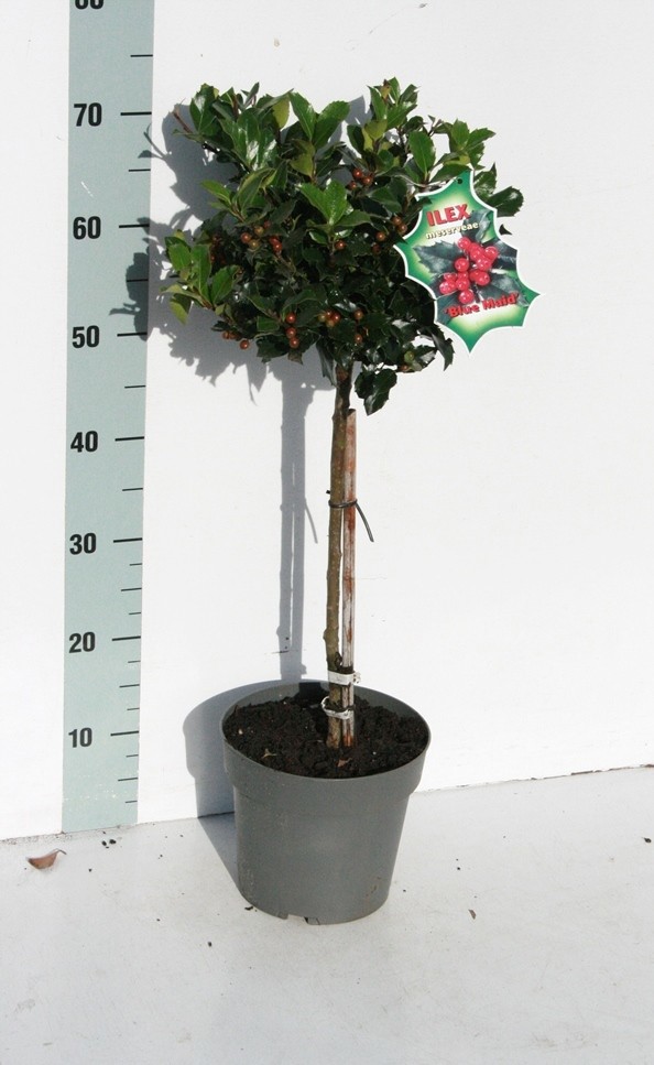 Ilex mes. 'Blue Maid' BES, D 19 cm
