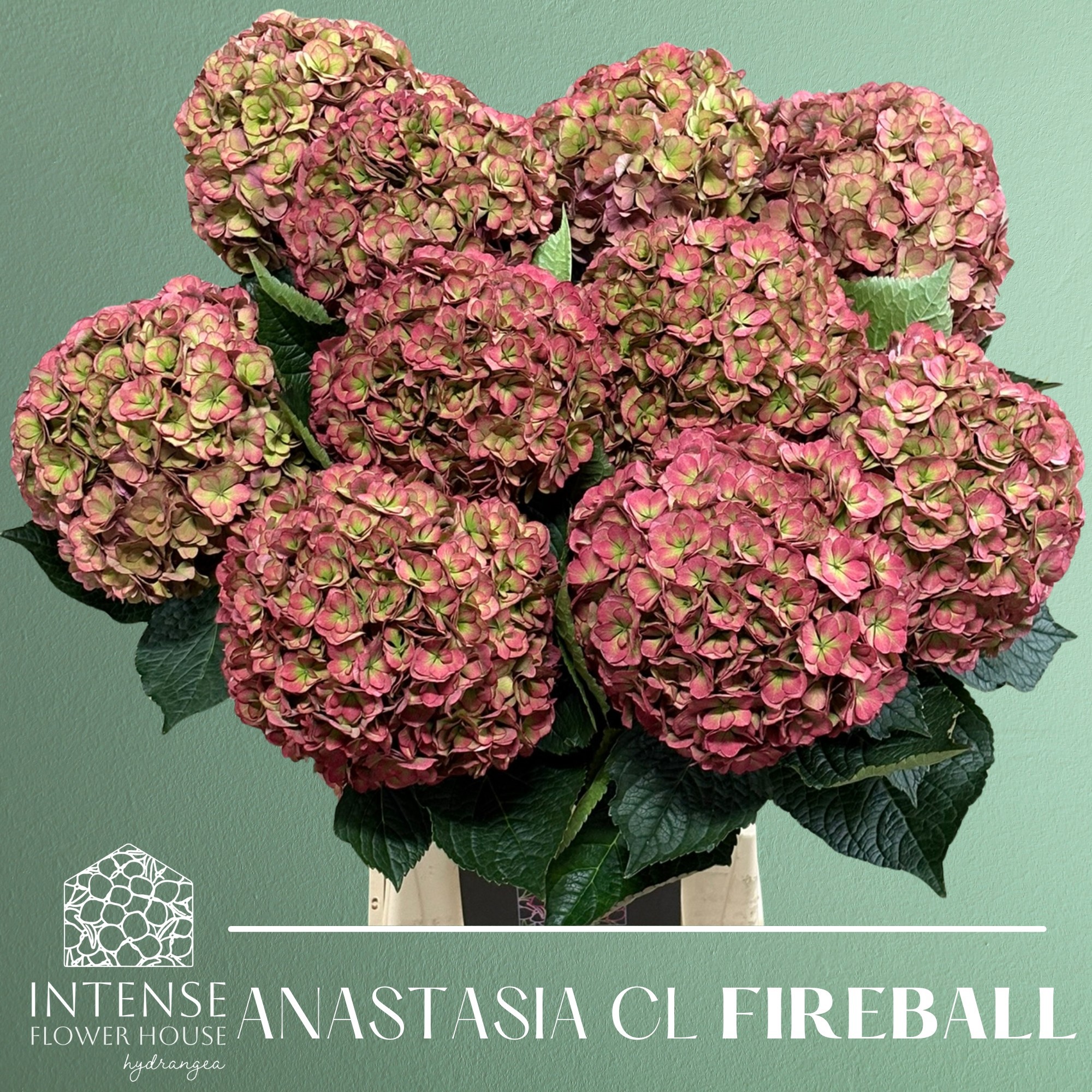 Гортензия Роял Анастасия Классик 65, шт.