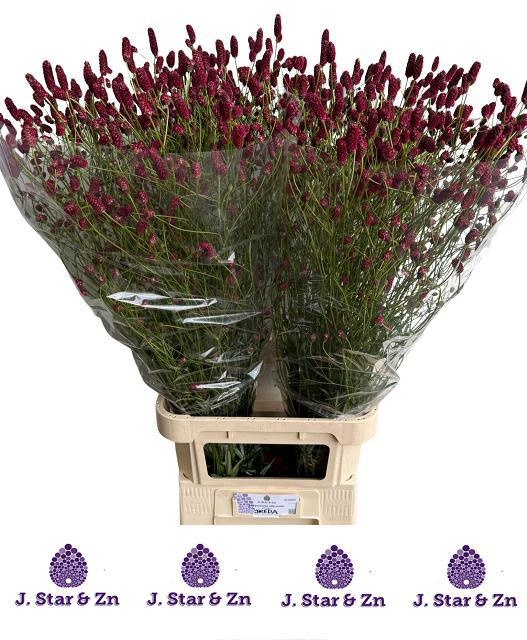 Сангисорба Оффициналис 100, шт.