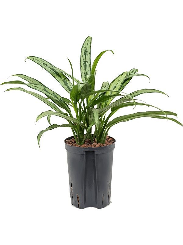 Aglaonema 'Cutlass', D 15 cm
