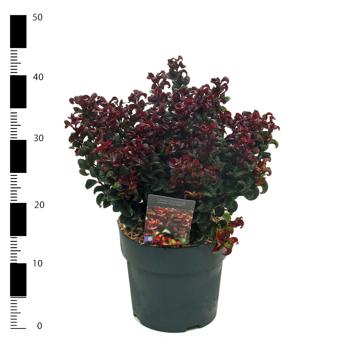 Leucothoe axillaris 'Curly Red', D 23