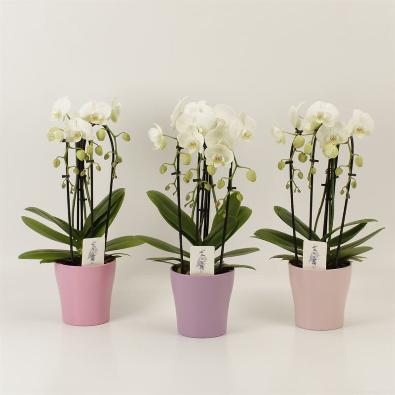 Phalaenopsis Elegant Cascade Triboga wit in pastel Valentijn keramiek, D 12