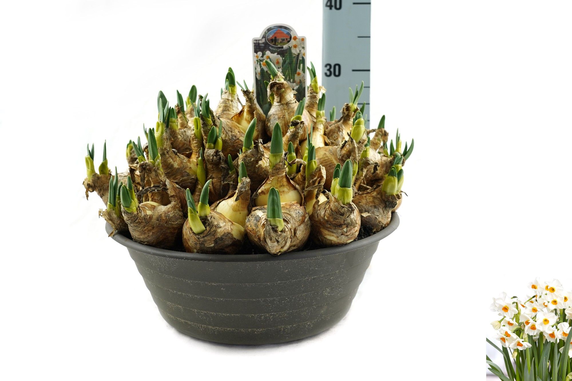 Narcissus Geranium, D 35