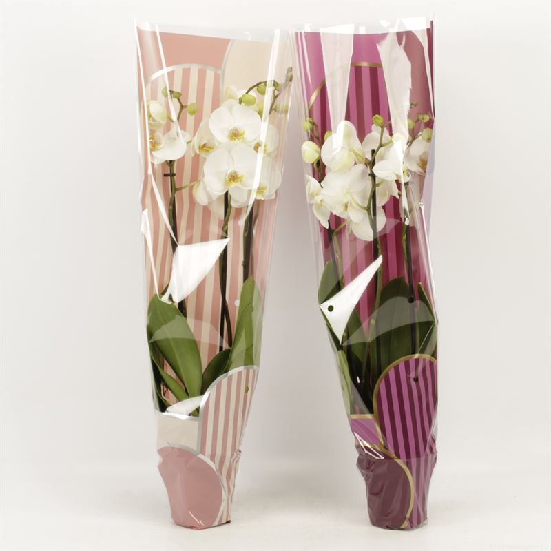 Phalaenopsis overig wit 3 tak wit in Leandra Moederdag hoes, D 12