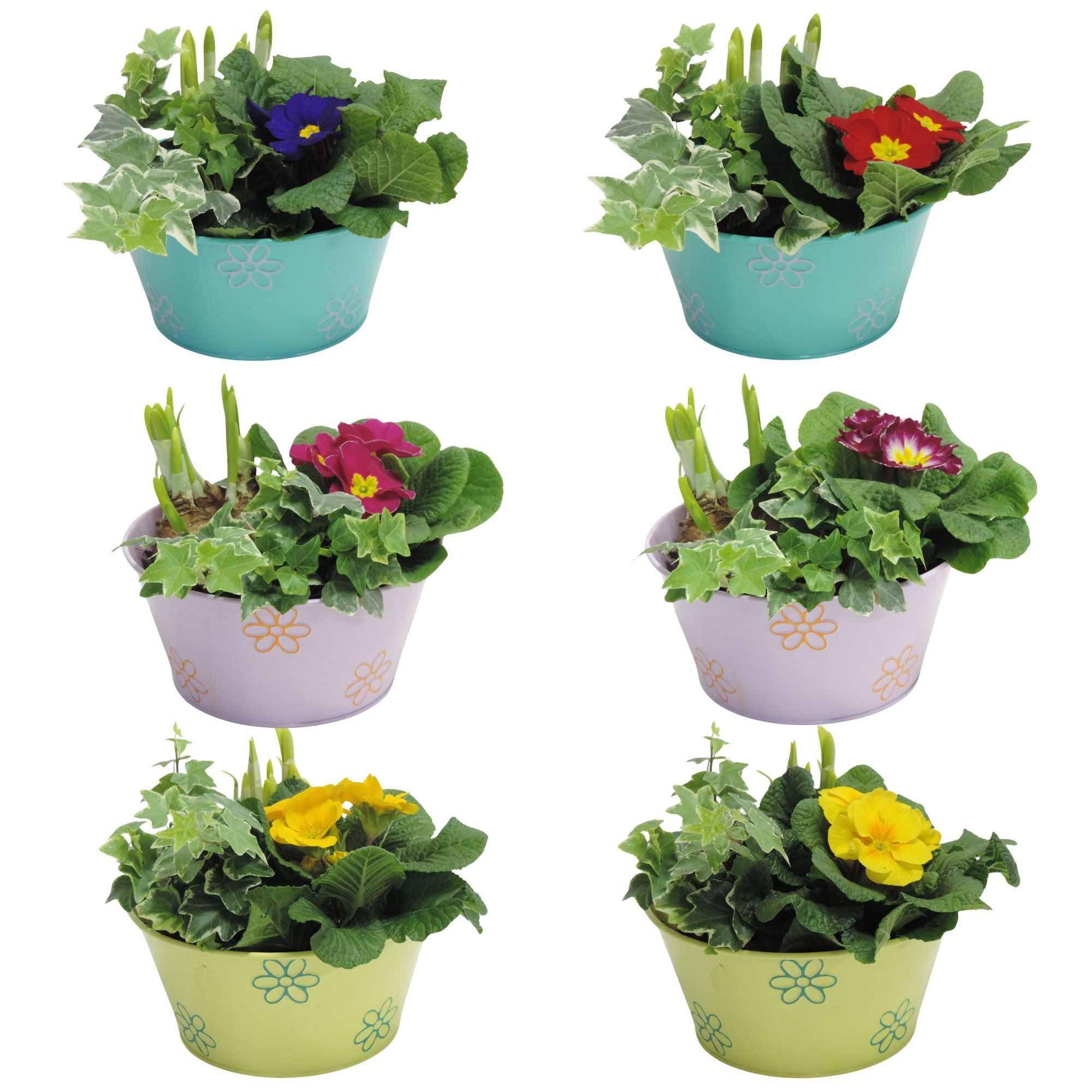 Daisy Early Spring Specials Arrangement Narcis in Zink 18 cm, D 18