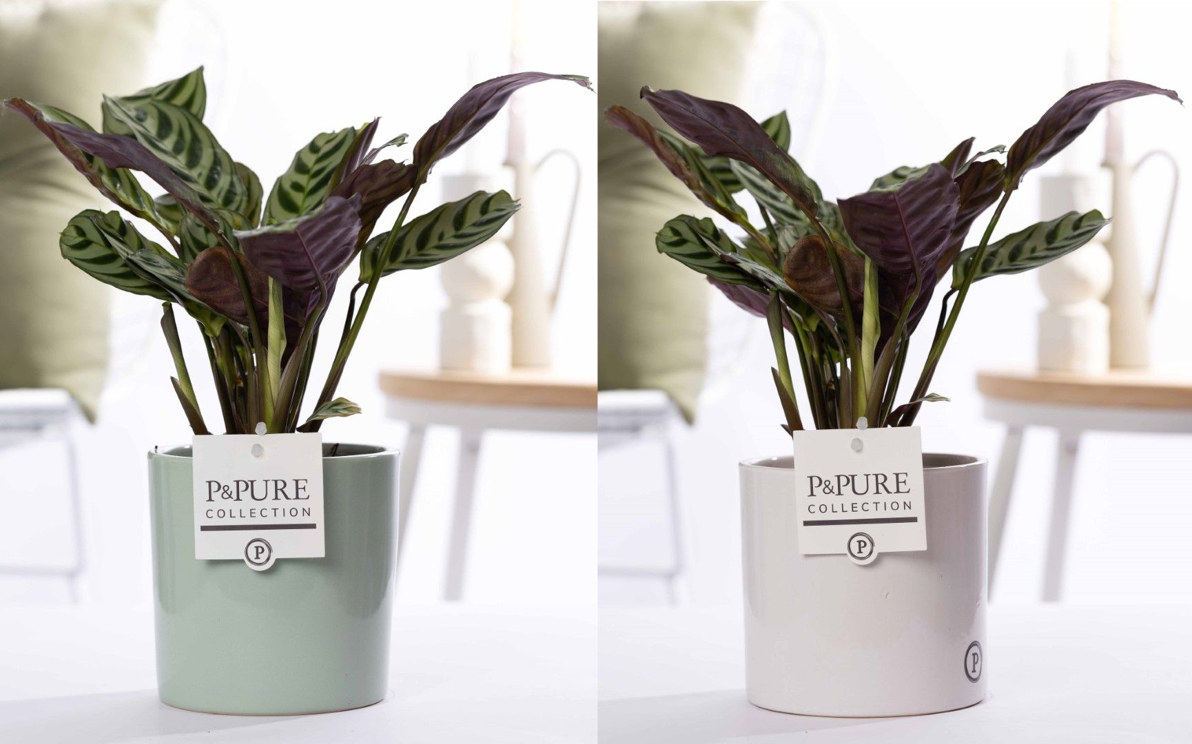 Ctenanthe Burle Marxii in P&PURE Essential ceramics ass. 2, D 12