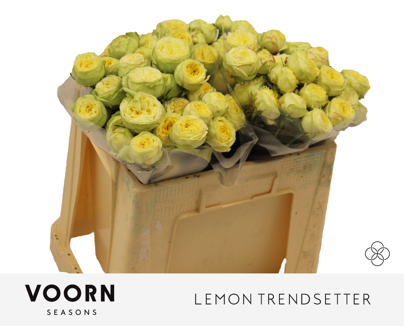 Роза куст. Лемон Трендсеттер 50, шт.