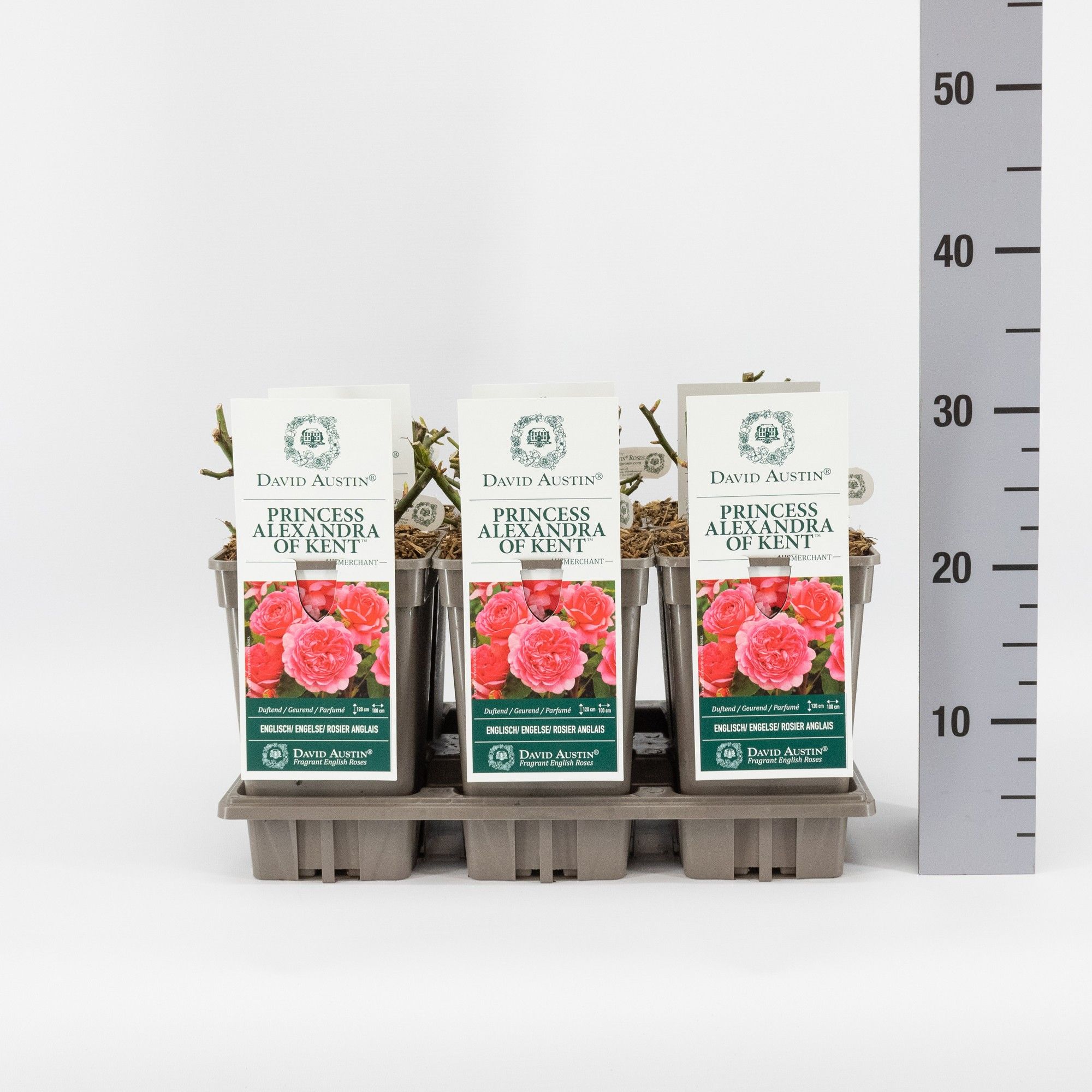 Rosa (Aus) Princess Alexandra of Kent ®, C3, D 17