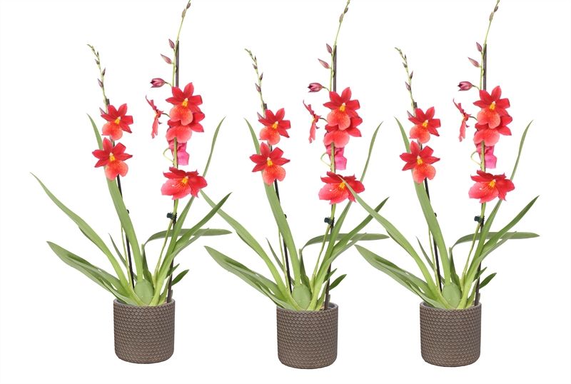 Betonpot p12 Joyce Cambria Nelly Isler 2T16+, D 12