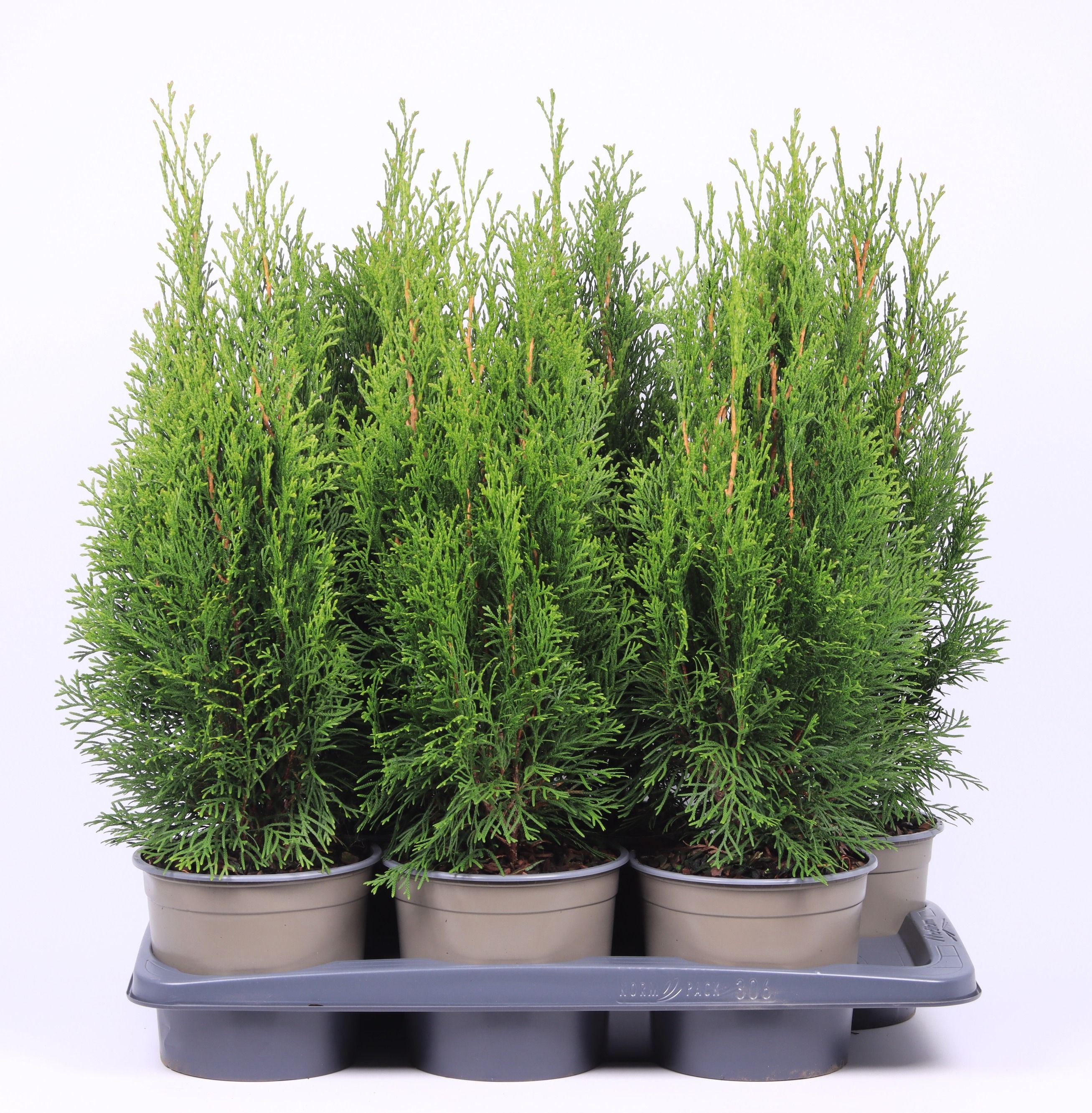 Thuja occidentalis 'Smaragd', D 17