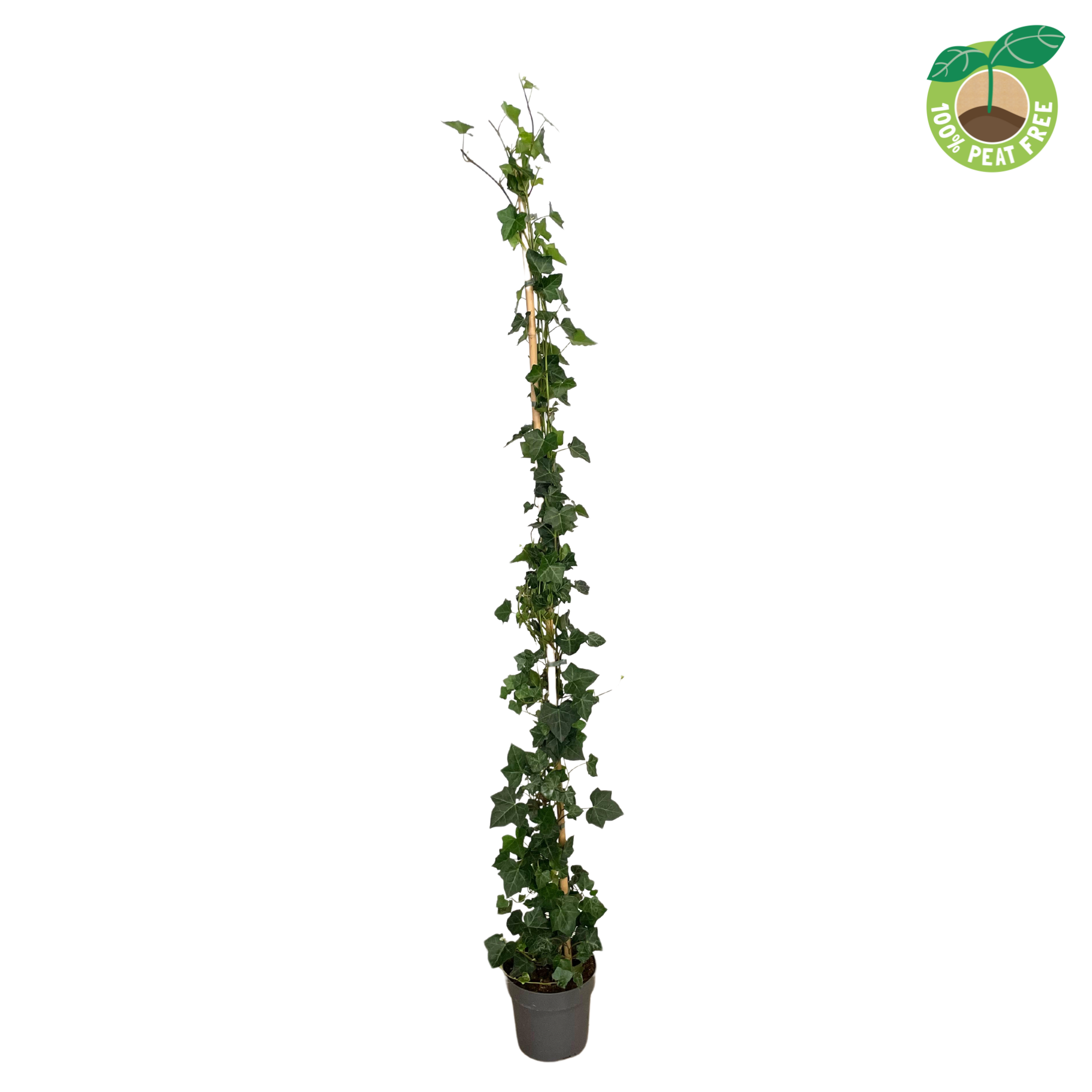 Hedera hibernica P21, D 21